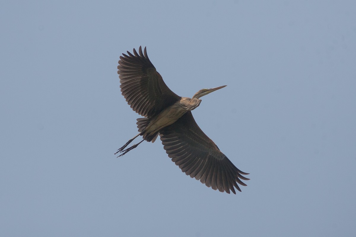 Purple Heron - ML283212251