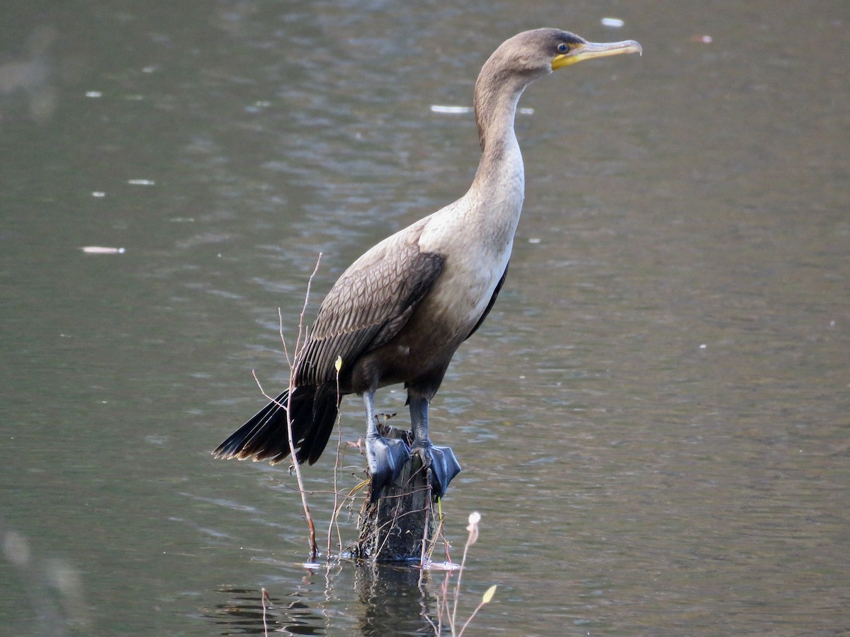Double-crested Cormorant - ML283212411