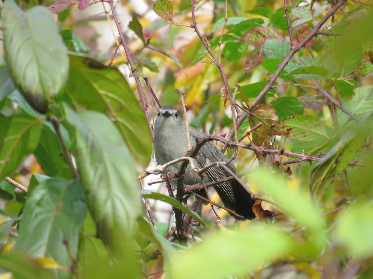 Pájaro Gato Gris - ML283212481