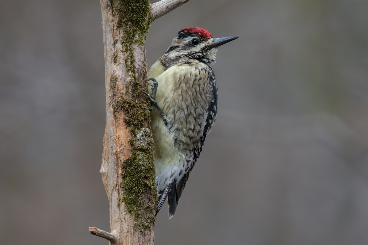 Yellow-bellied Sapsucker - ML283213411