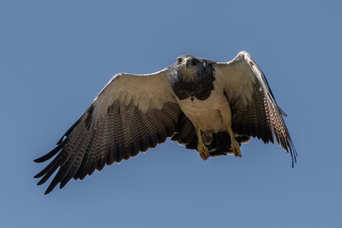 Black-chested Buzzard-Eagle - Pablo Re