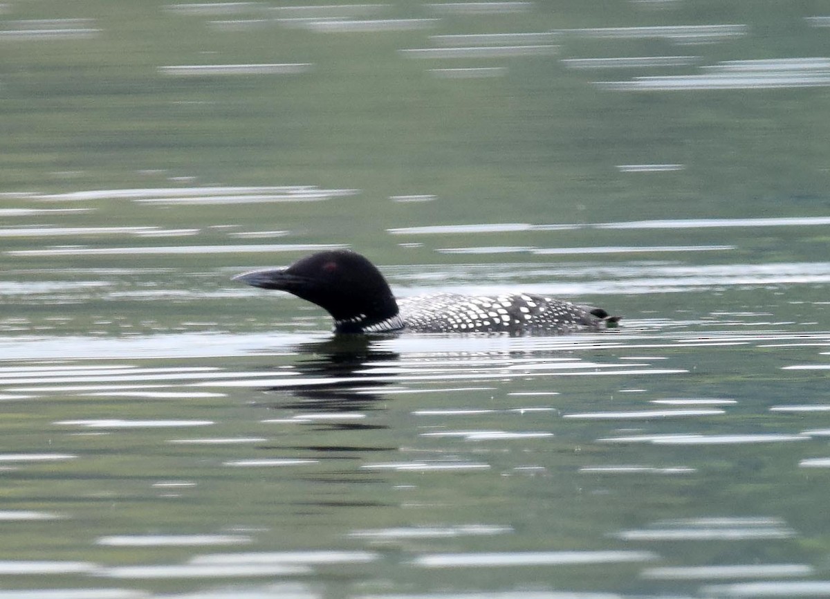 Common Loon - A Emmerson