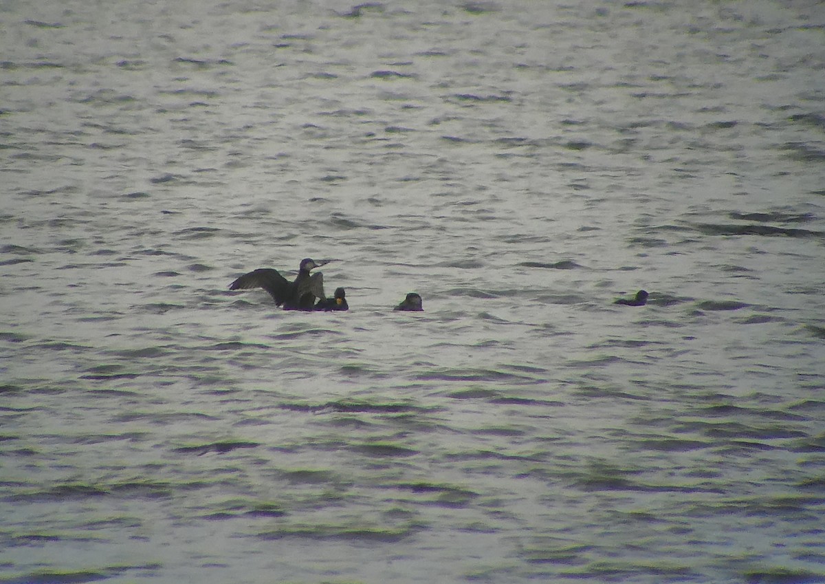 Black Scoter - David Liebl