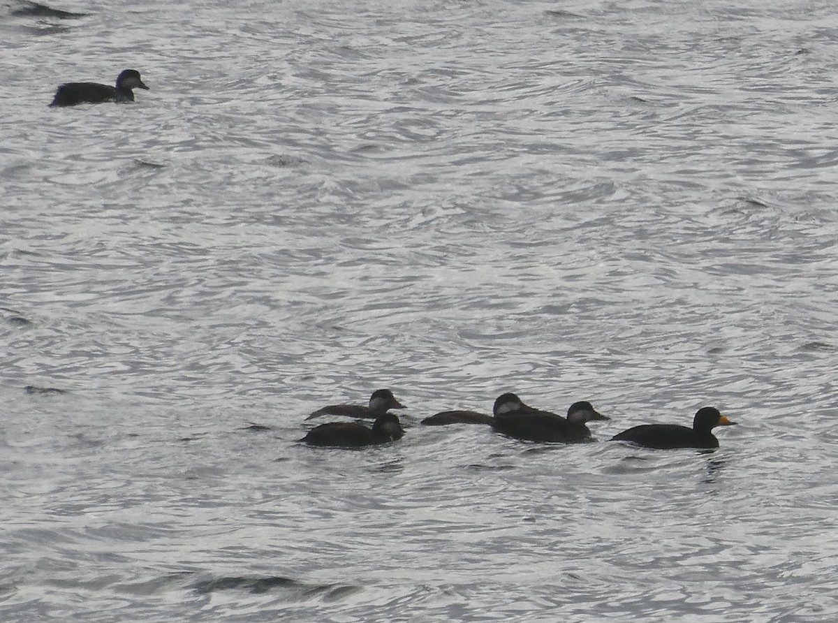 Black Scoter - David Liebl