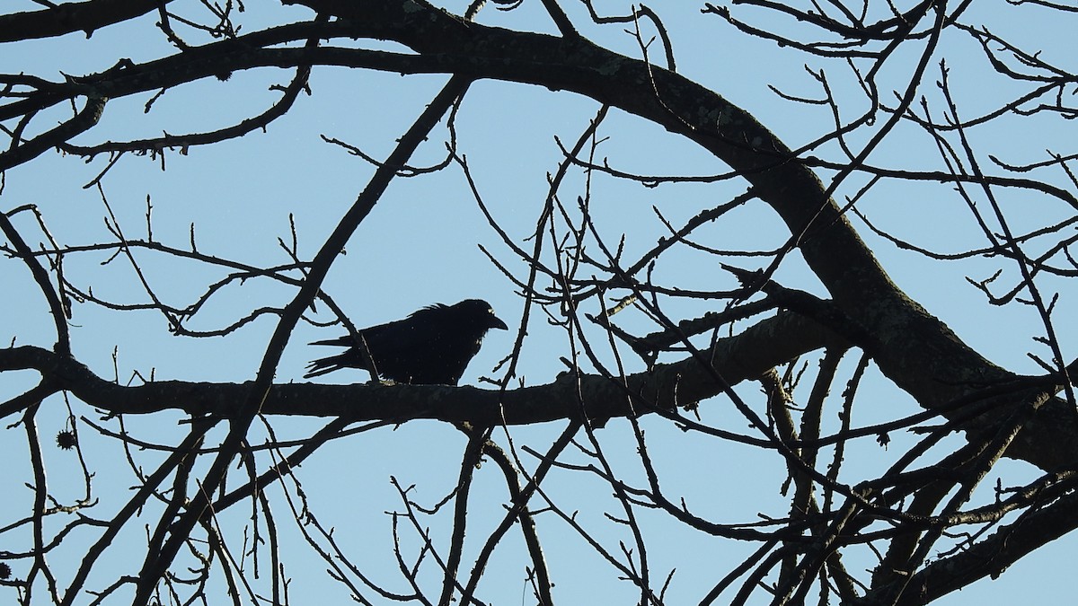 American Crow - Vincent Glasser