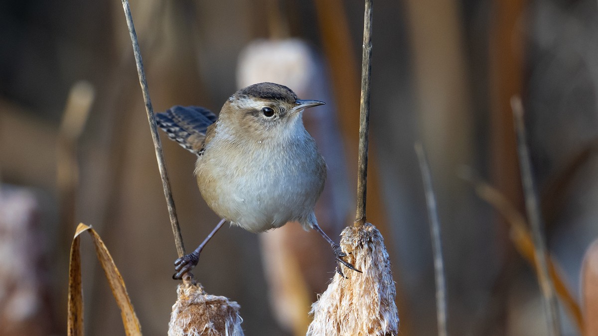 Marsh Wren - ML283217591