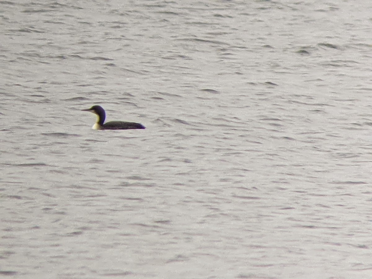 Pacific Loon - Richard Poort