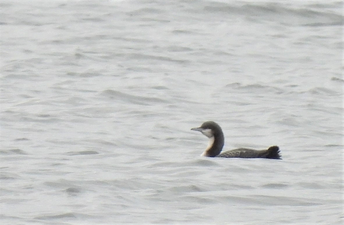 Pacific Loon - Joanne Muis Redwood