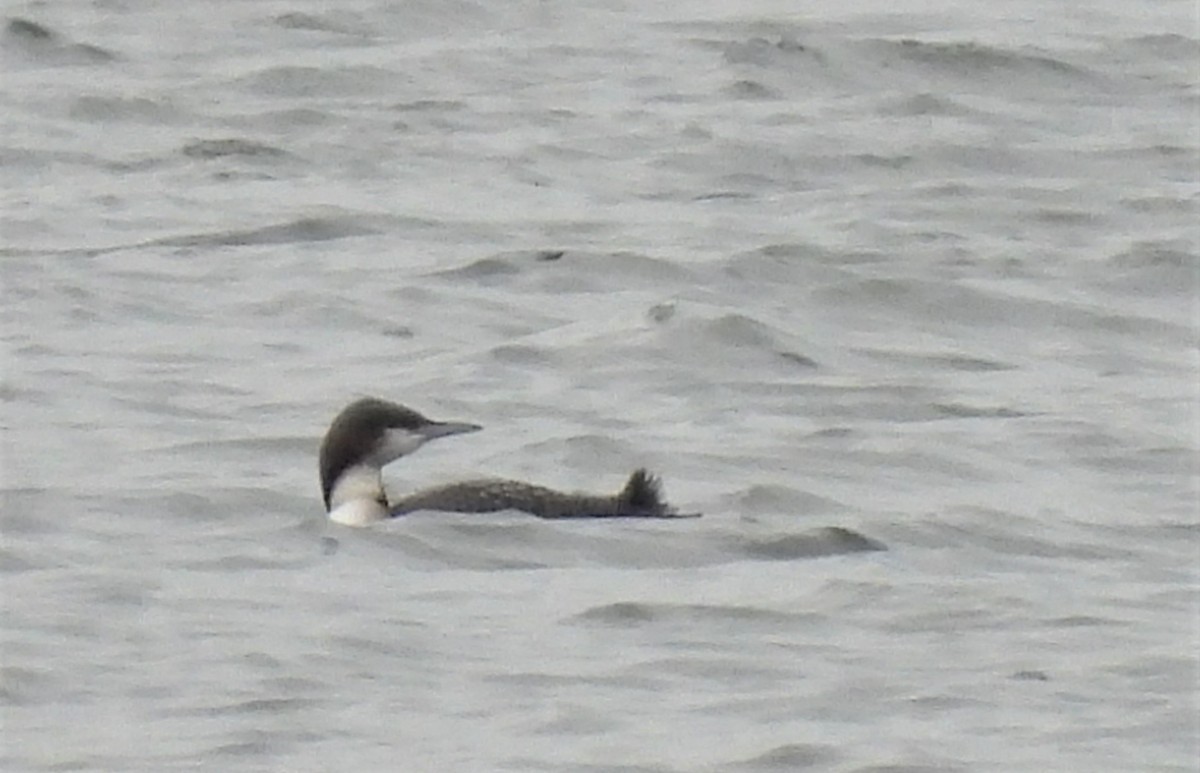 Pacific Loon - Joanne Muis Redwood