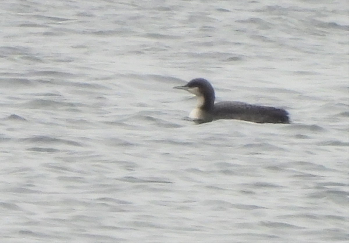 Pacific Loon - Joanne Muis Redwood