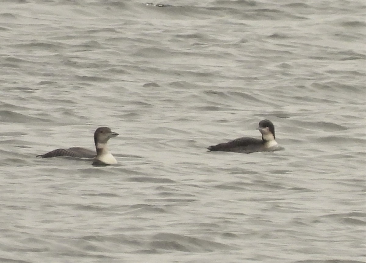 Pacific Loon - Joanne Muis Redwood