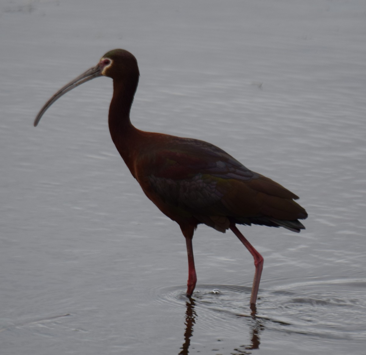 White-faced Ibis - Ken Milender