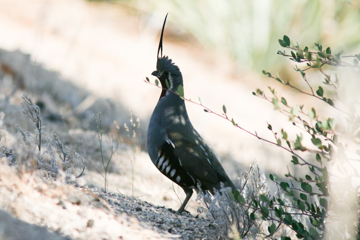 Mountain Quail - ML283220481