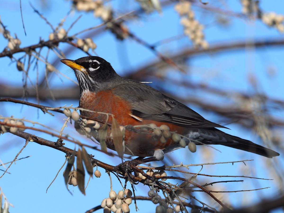 Wanderdrossel - ML283222671