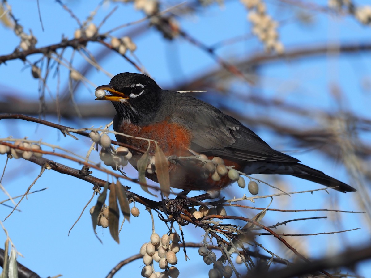 Wanderdrossel - ML283222701