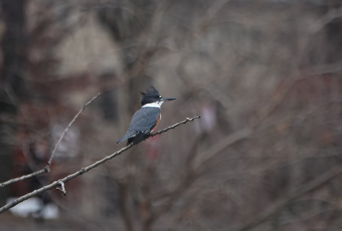 Belted Kingfisher - Frank Guenther