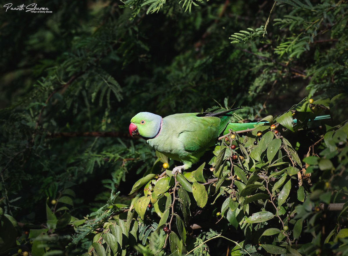 Rose-ringed Parakeet - Parth Sharma