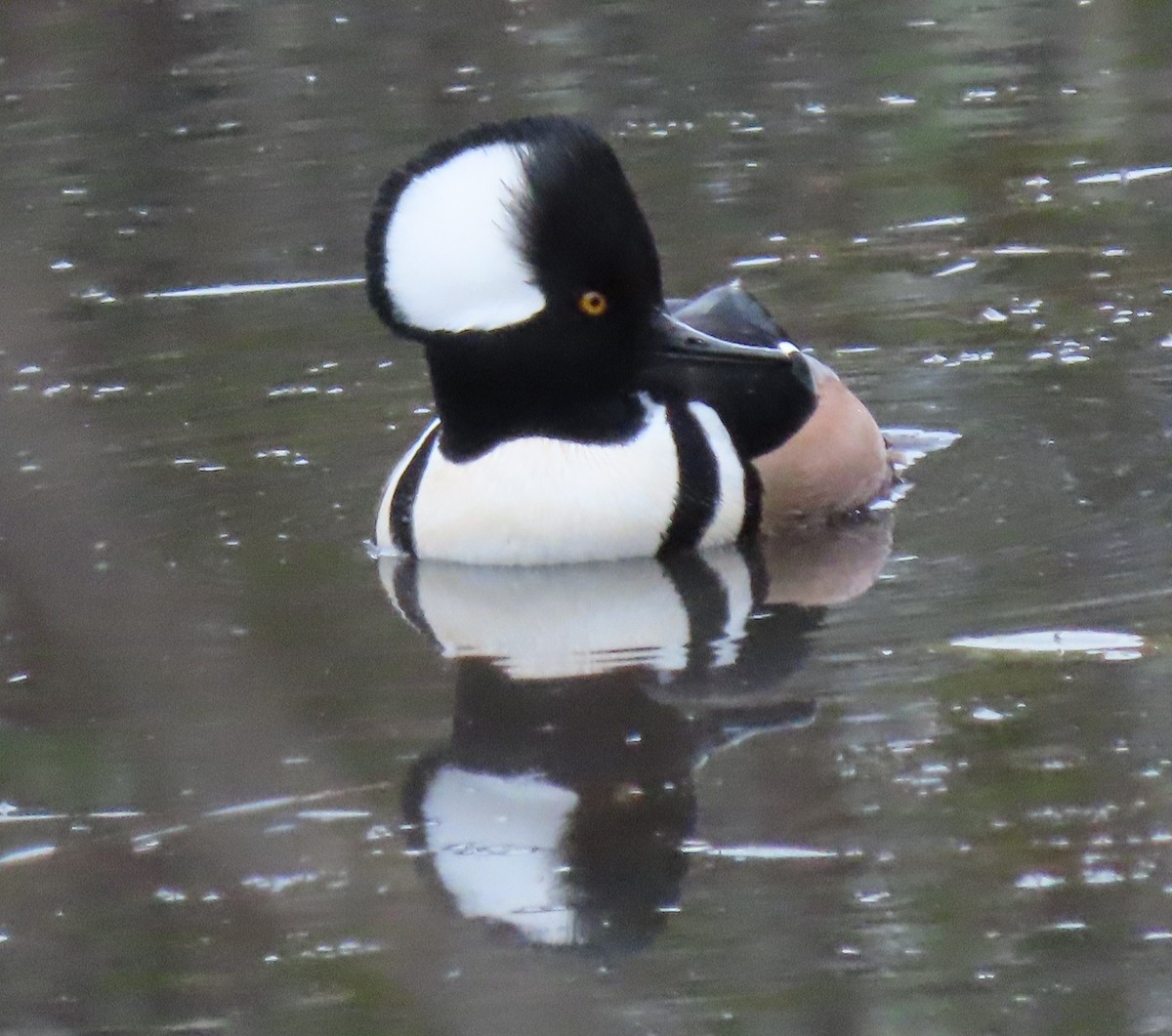 Hooded Merganser - ML283225641