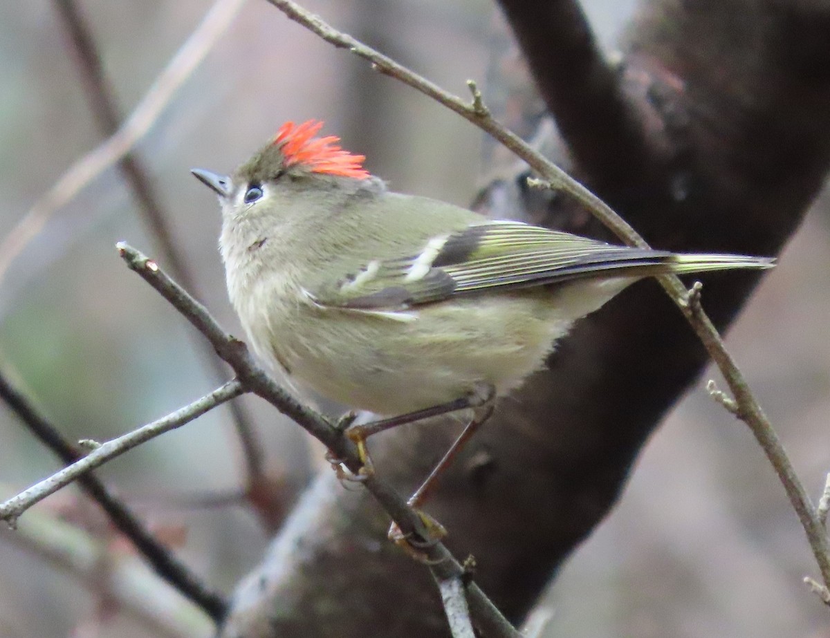 Roitelet à couronne rubis - ML283225921