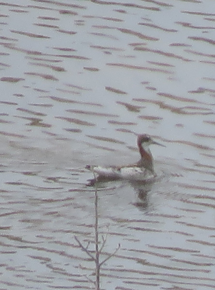 Нарийн сэлээхэй - ML28322711