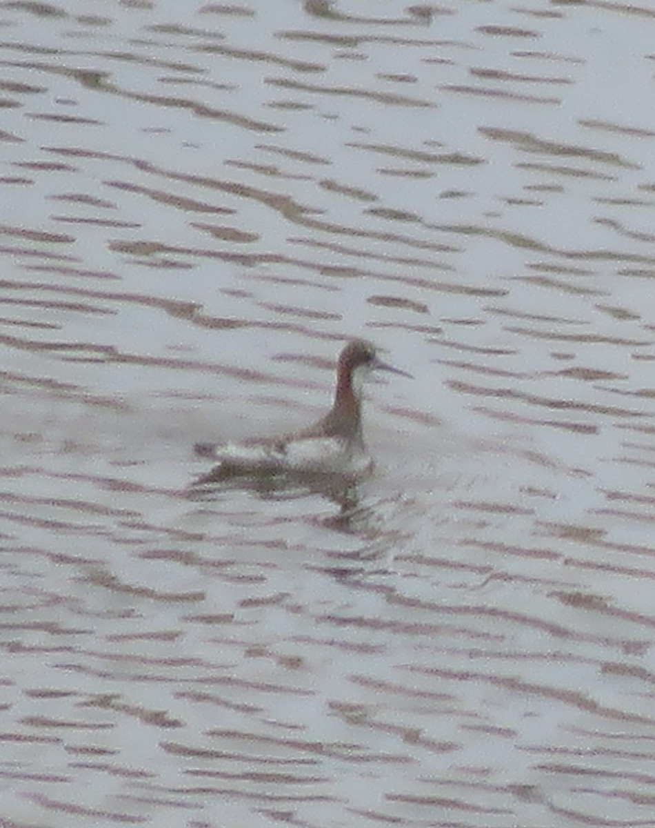 Нарийн сэлээхэй - ML28322721