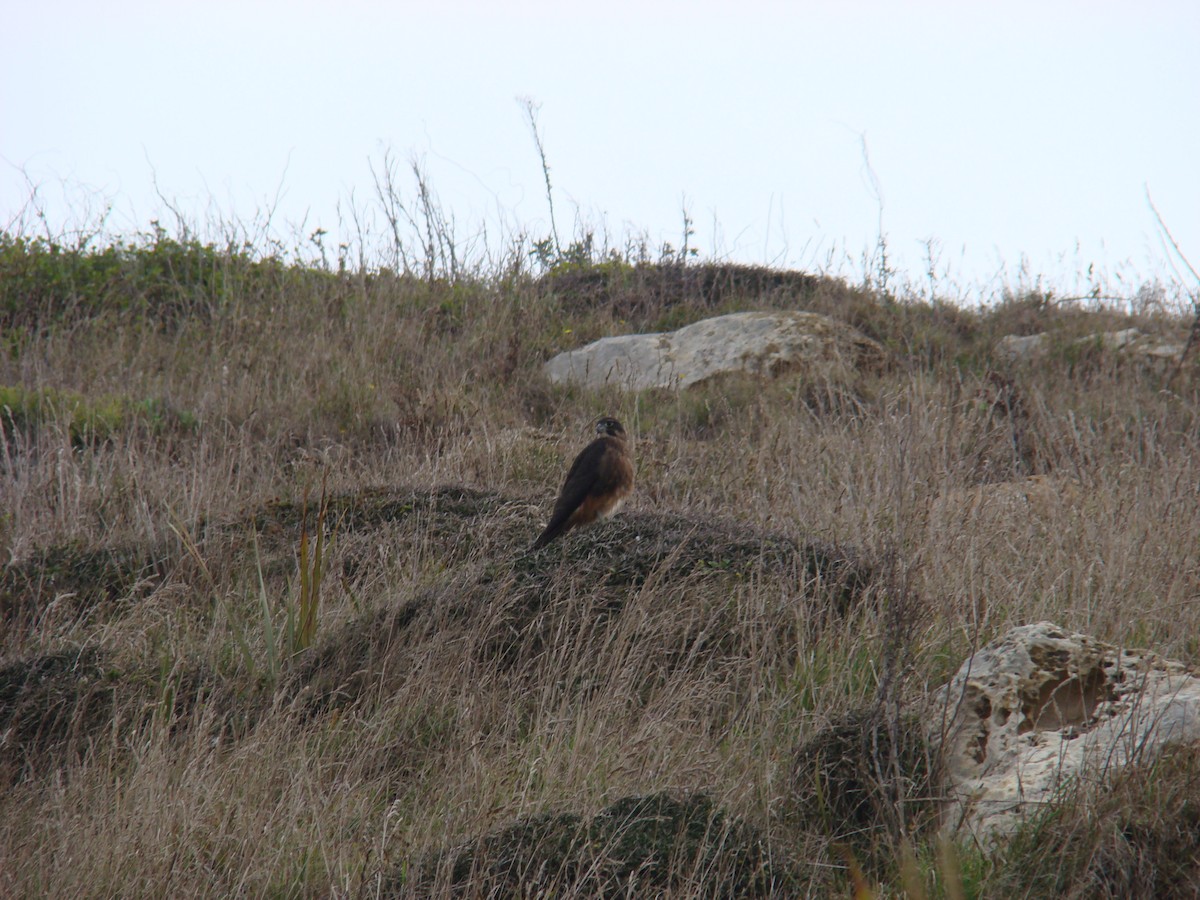 New Zealand Falcon - ML28322871