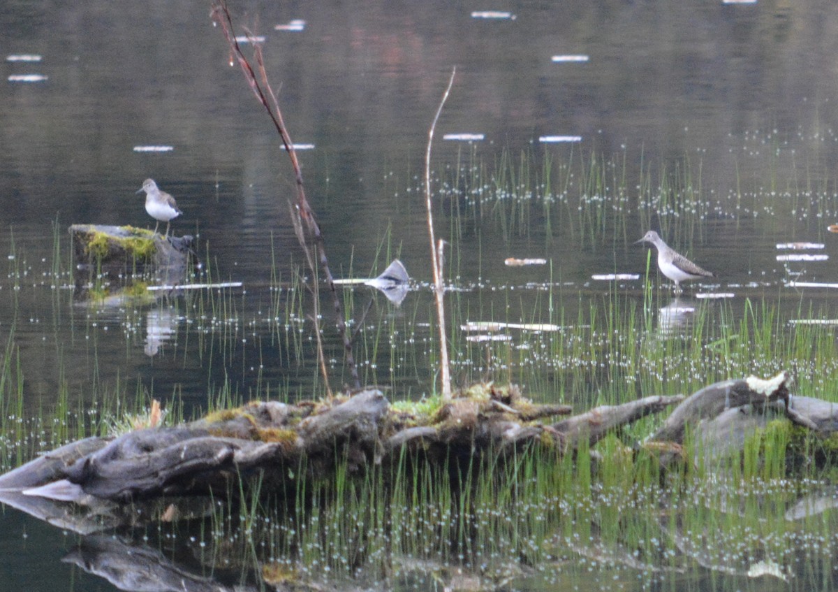 Solitary Sandpiper - ML28322891