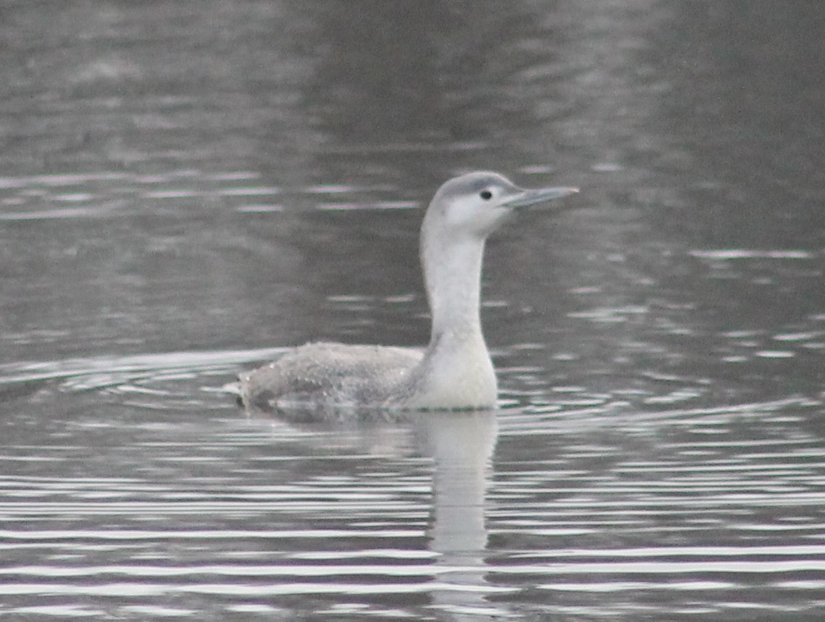 Red-throated Loon - James Feuerstein