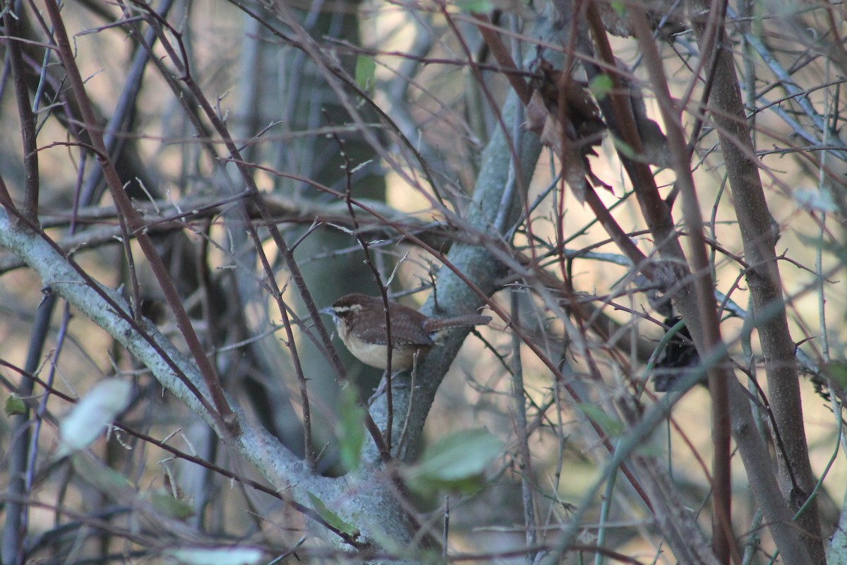 Carolina Wren - ML283229541