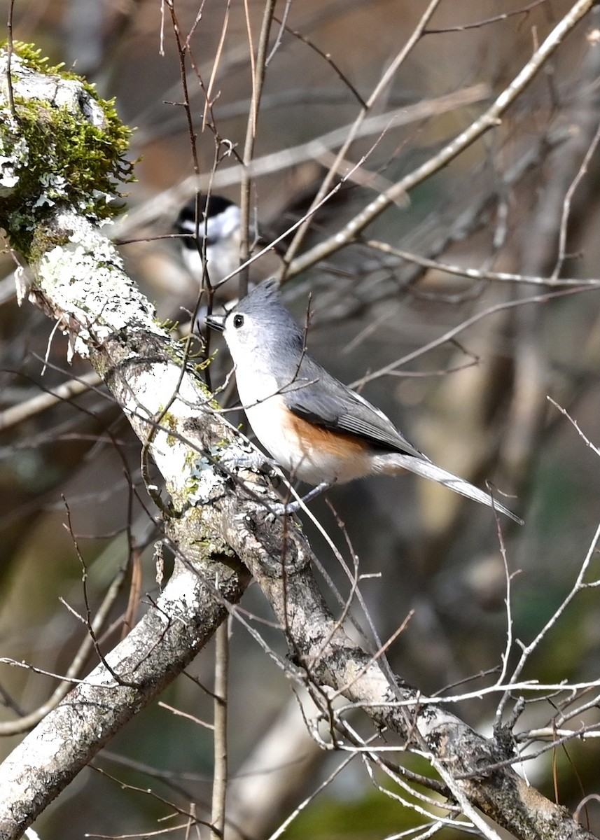 Tufted Titmouse - ML283230961