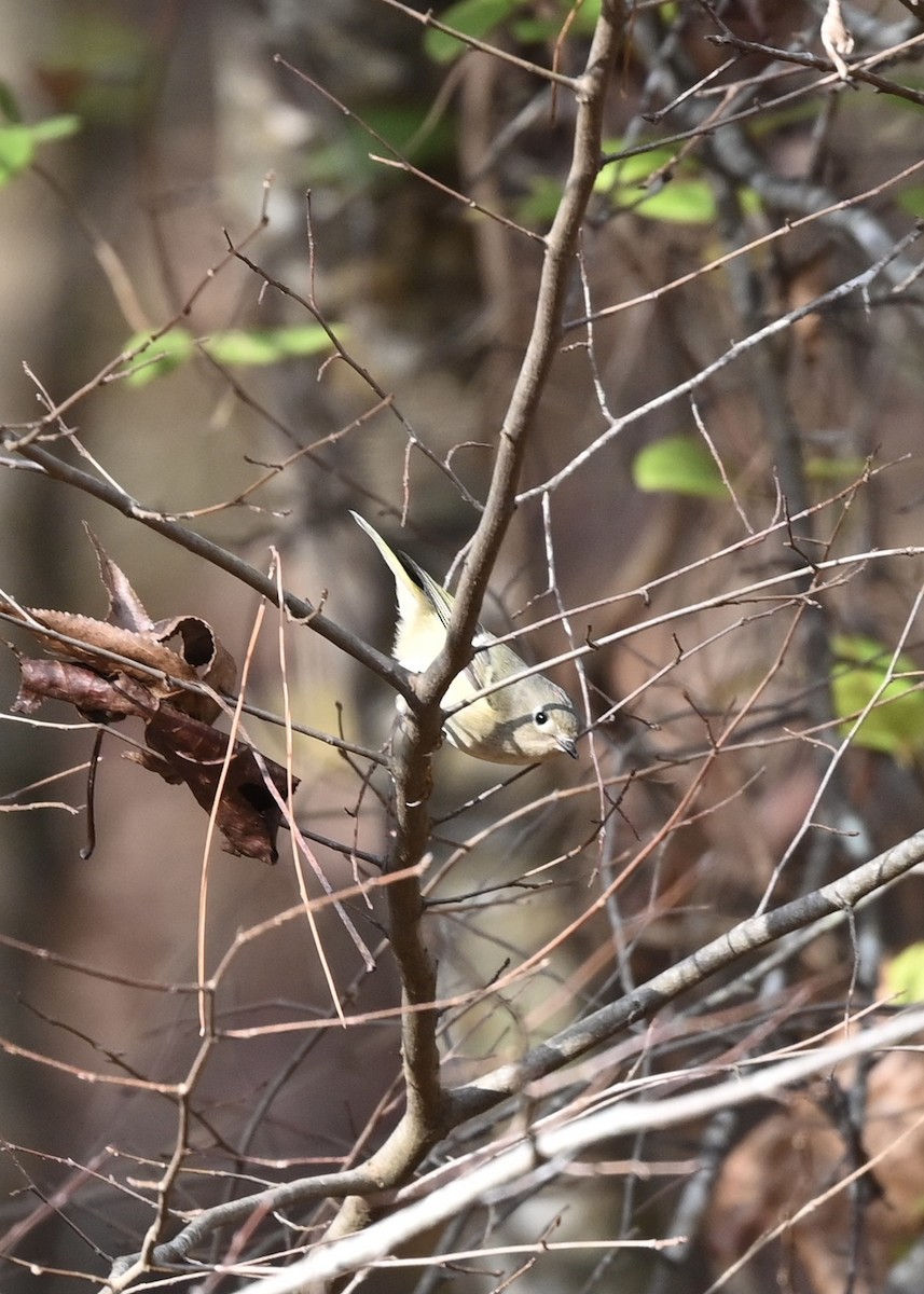 Ruby-crowned Kinglet - ML283231221