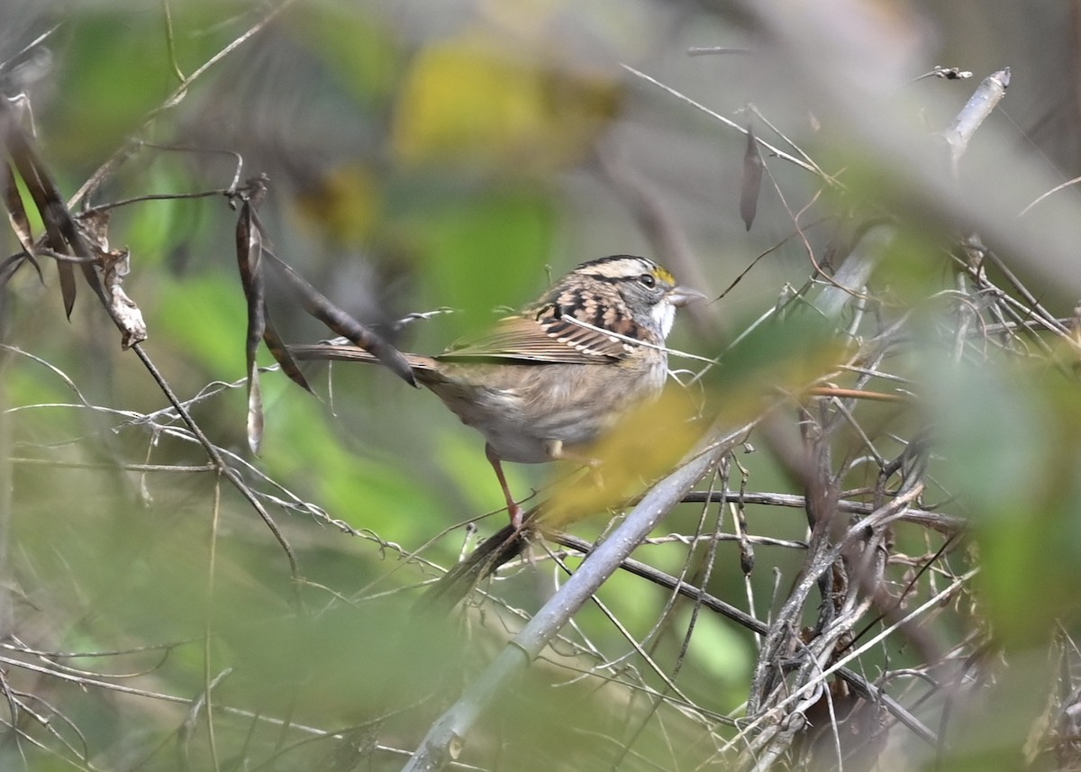 White-throated Sparrow - ML283231511