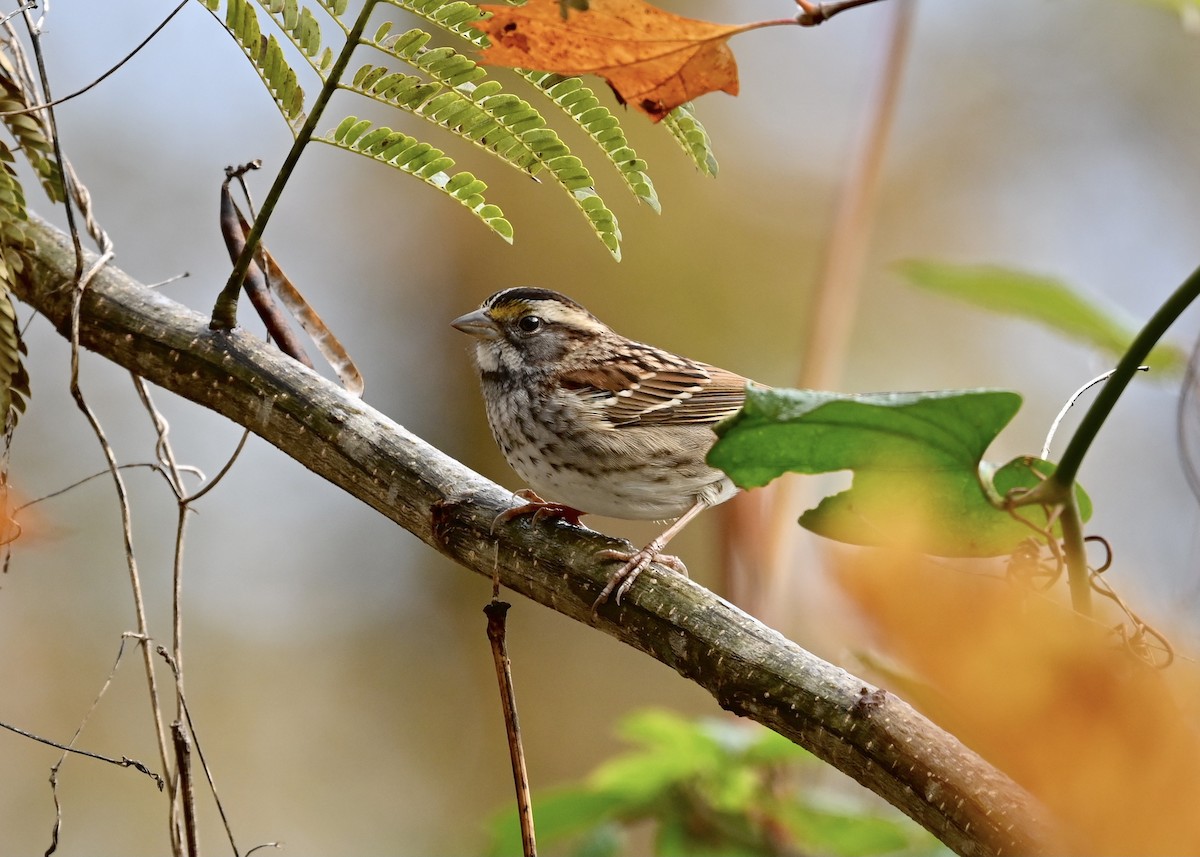 White-throated Sparrow - ML283231551