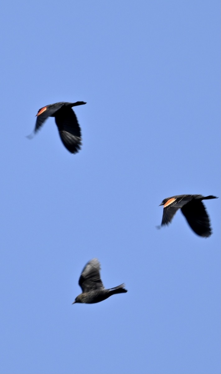 Red-winged Blackbird - ML283231691