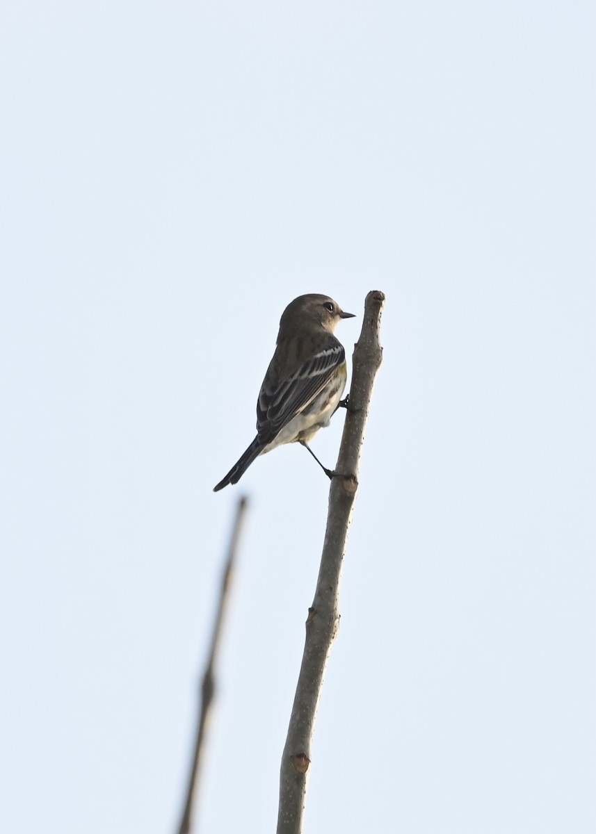 Yellow-rumped Warbler - ML283231871