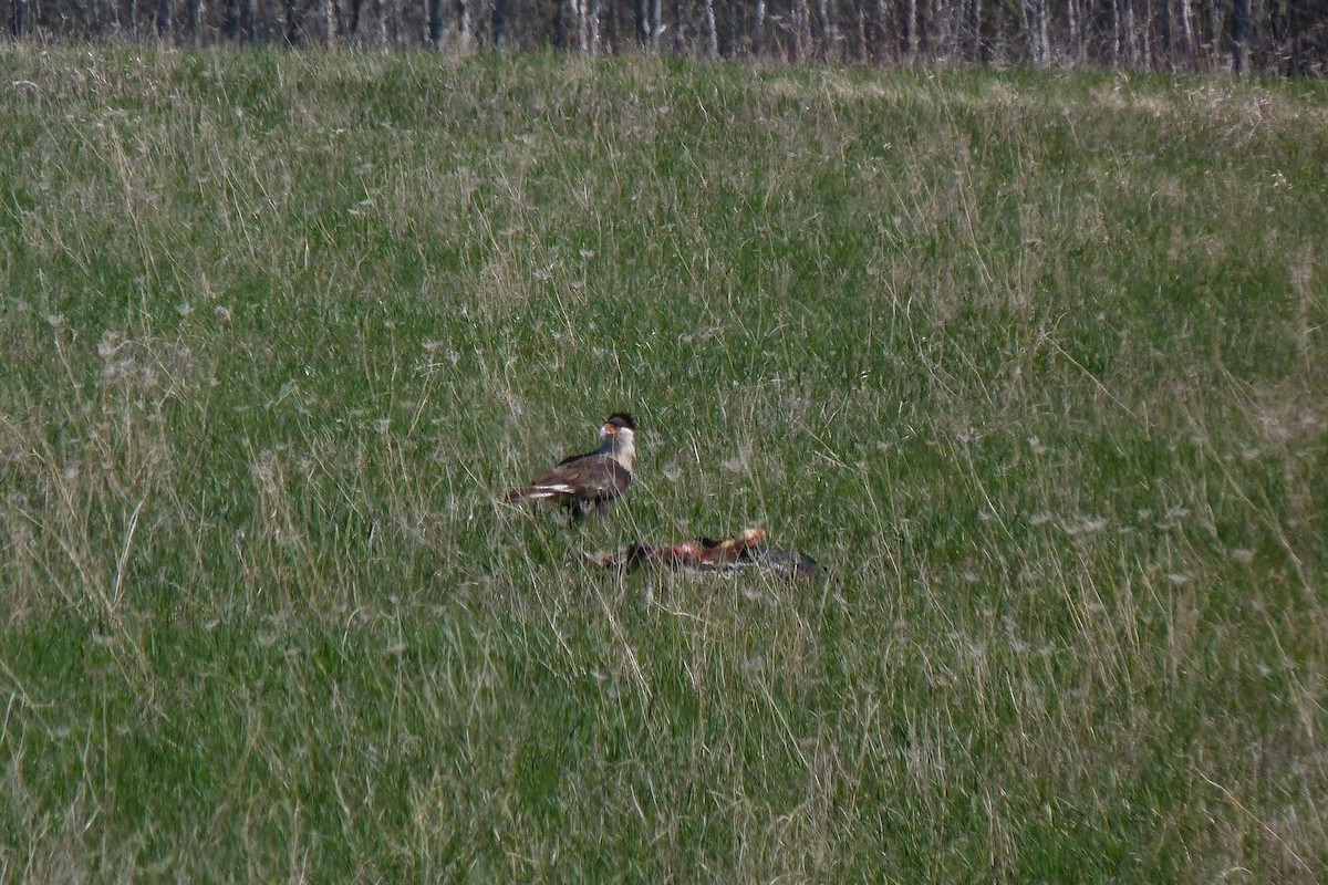 Crested Caracara (Northern) - ML28323221