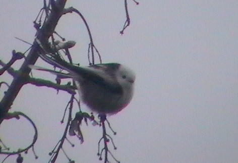 Long-tailed Tit (caudatus) - Kris Webb