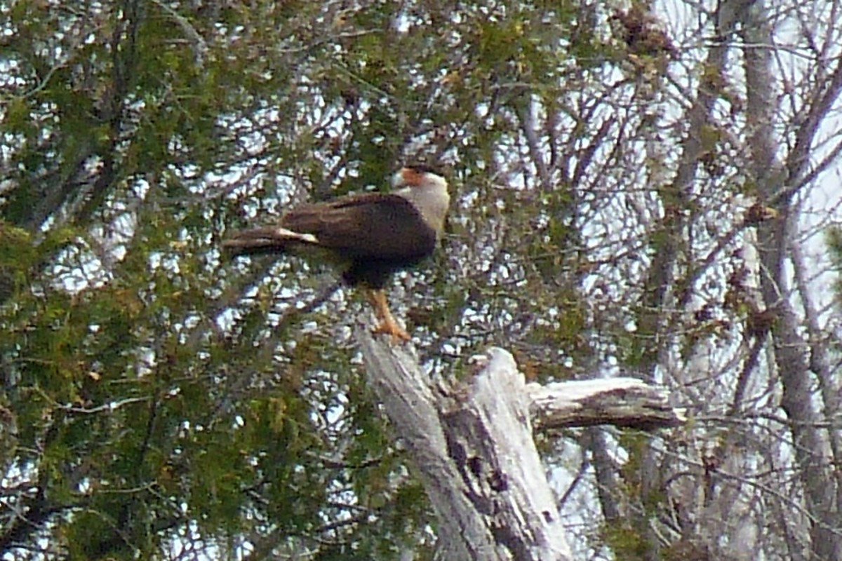 Crested Caracara (Northern) - ML28323391