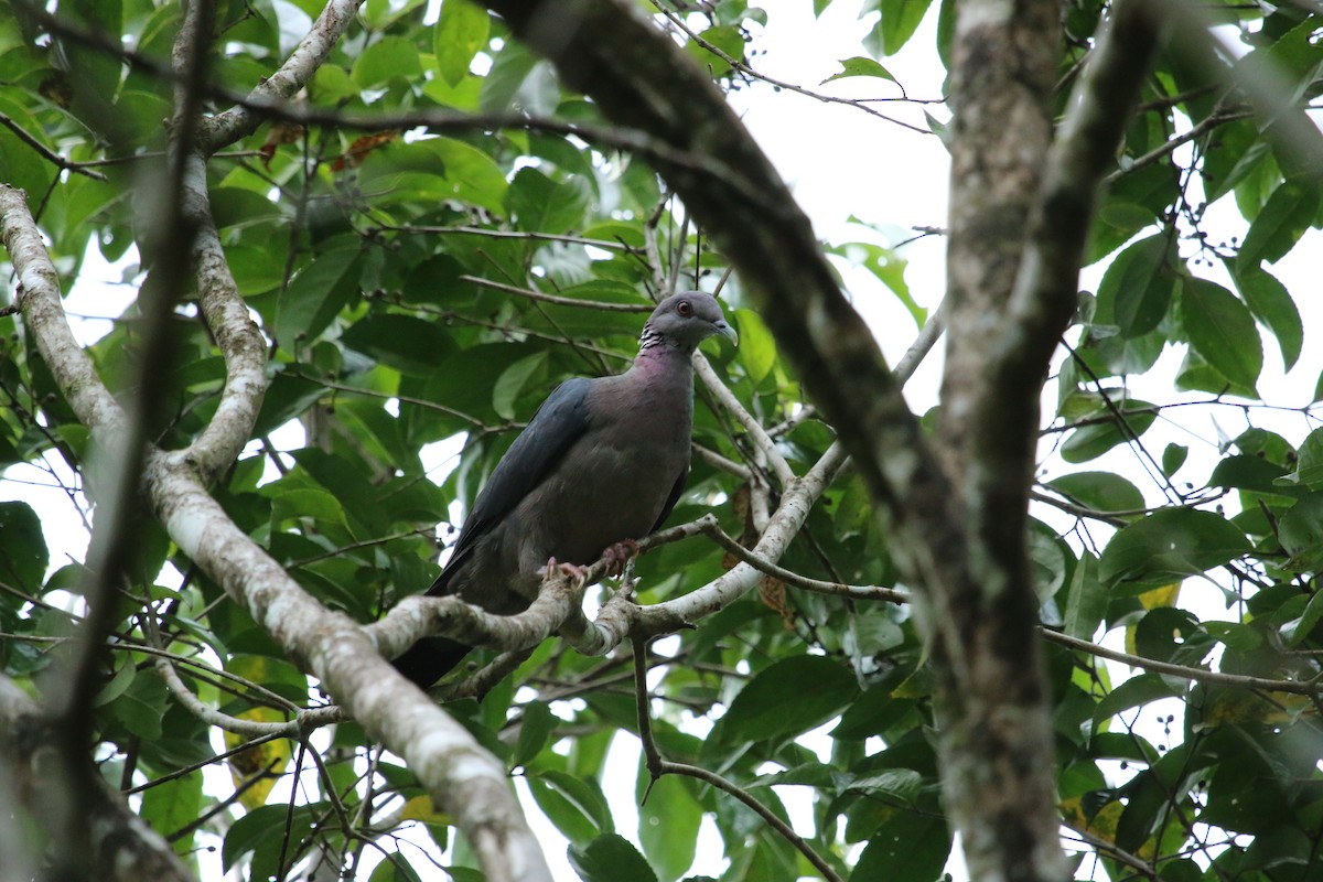 Sri Lanka Wood-Pigeon - ML283235631