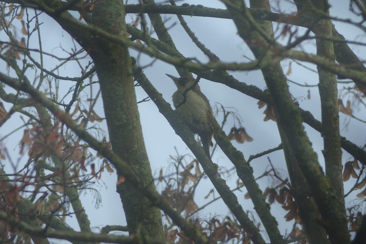 Eurasian Green Woodpecker - ML283236541