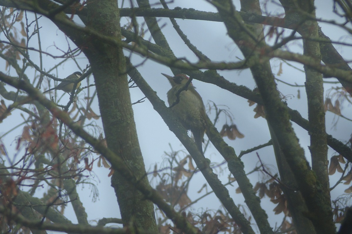 Eurasian Green Woodpecker - ML283236581