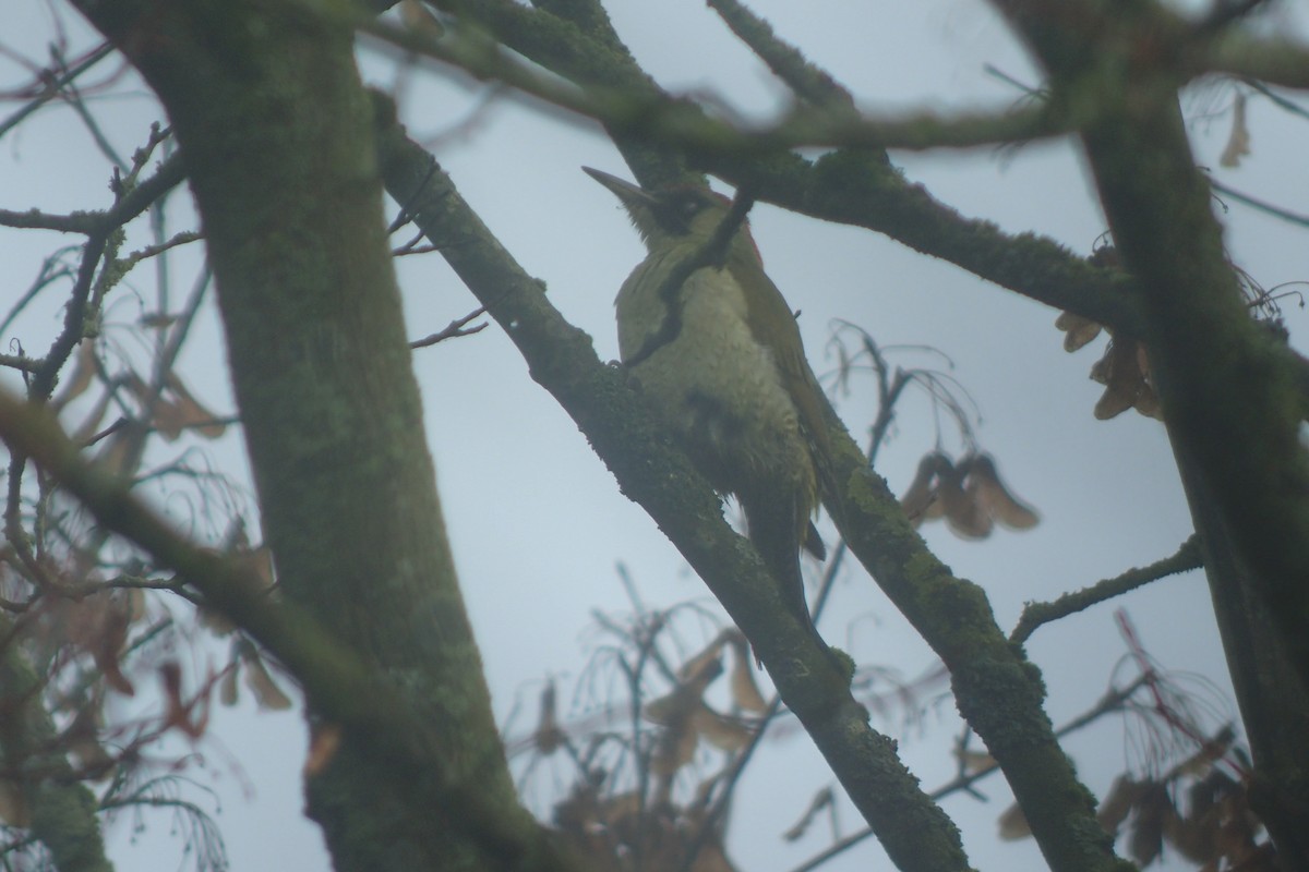 Eurasian Green Woodpecker - ML283236591