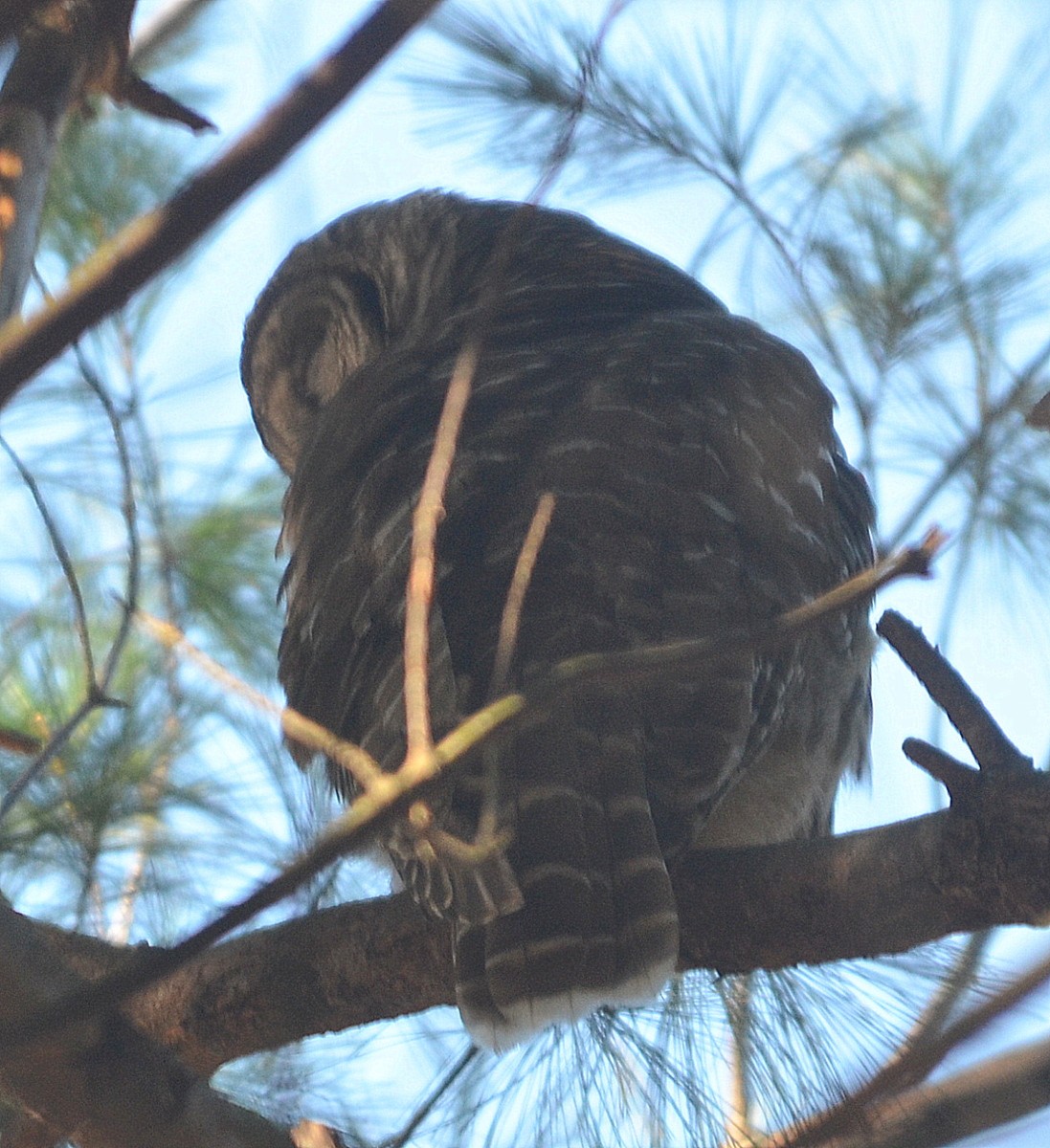 Barred Owl - ML283237231