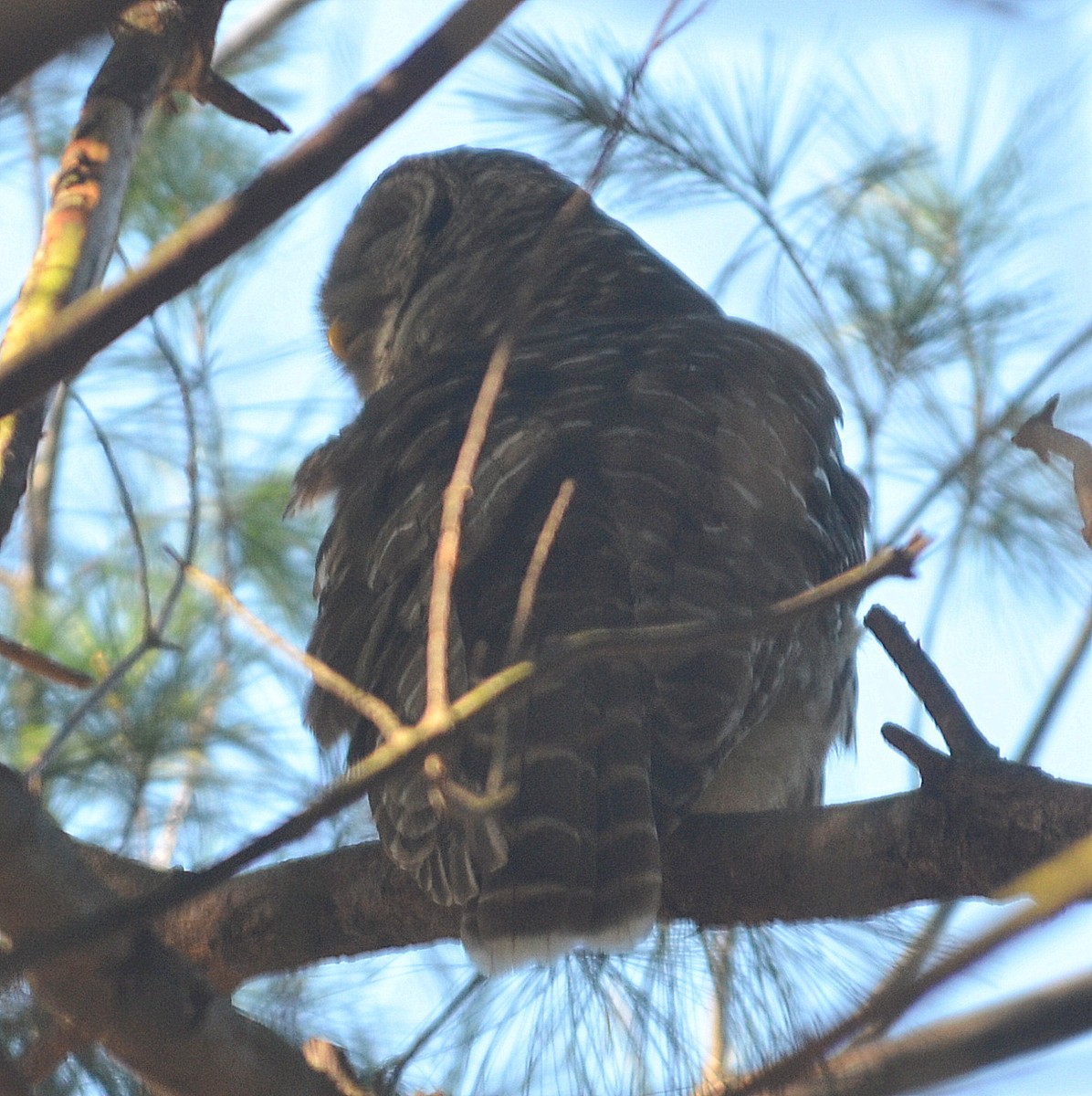 Barred Owl - ML283237331