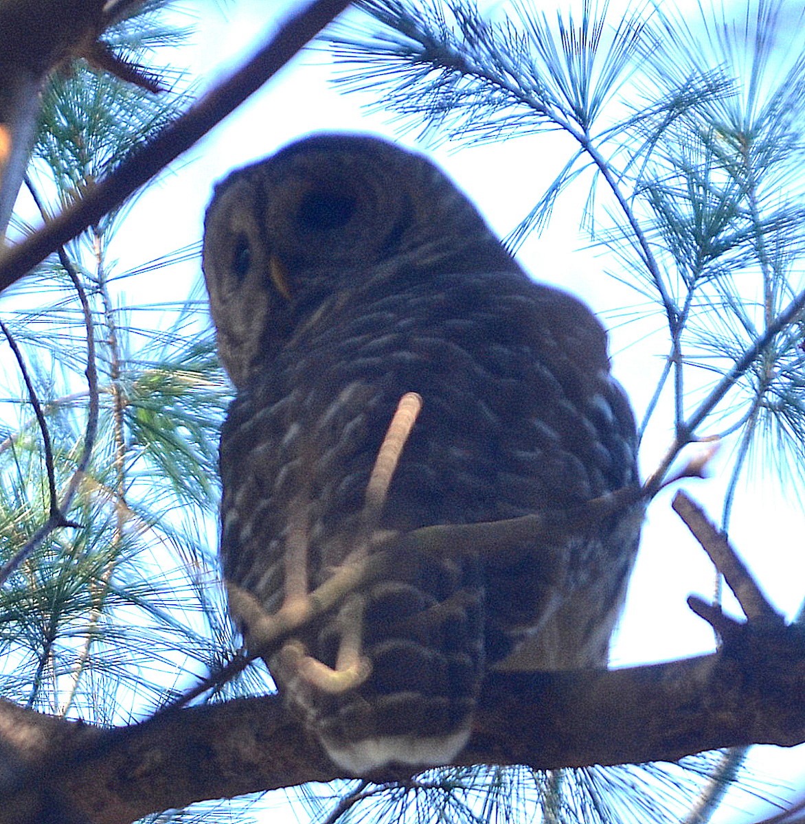 Barred Owl - ML283237421