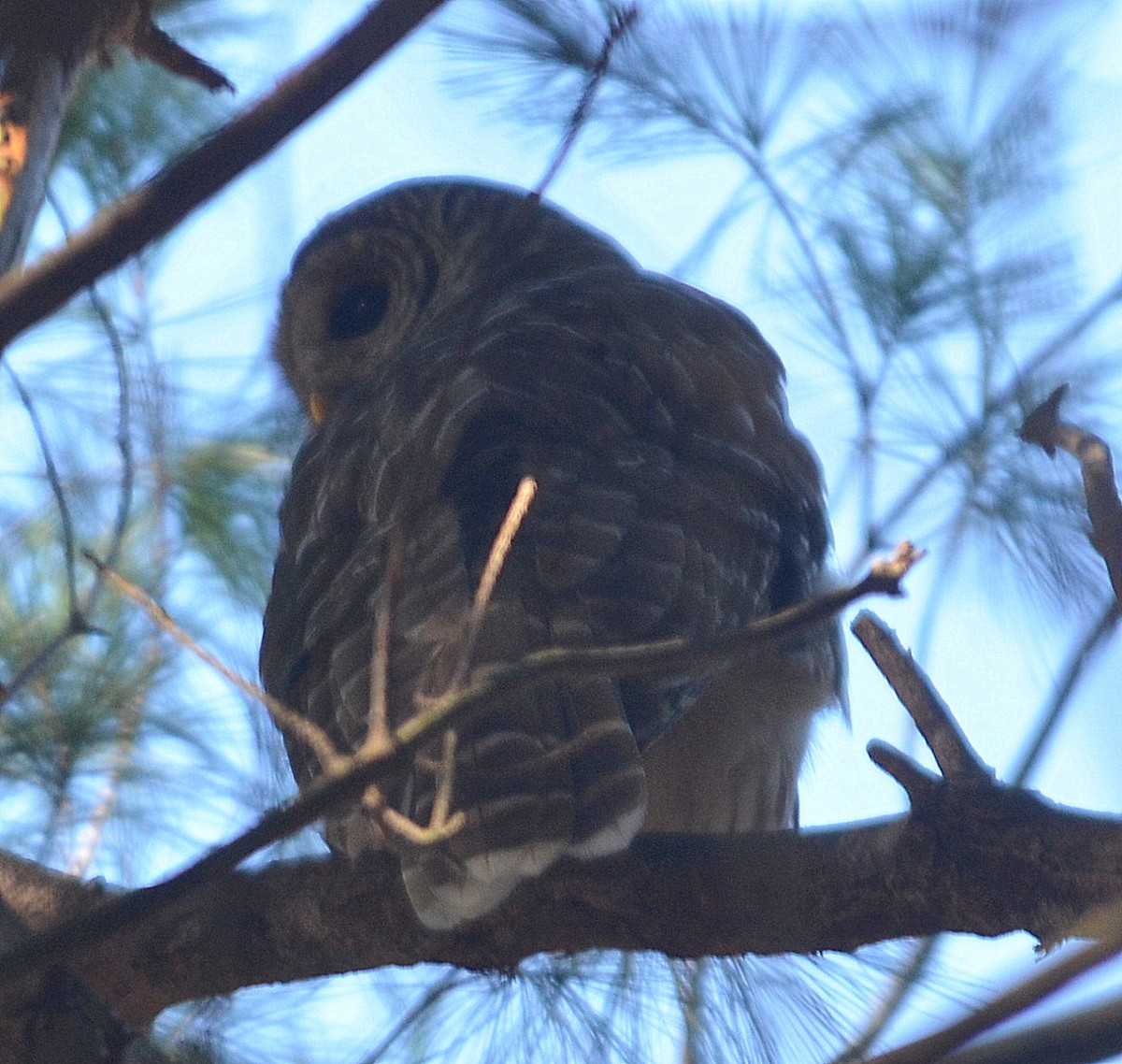 Barred Owl - ML283237561