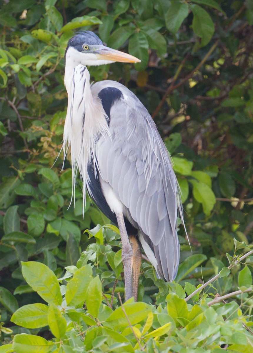 Cocoi Heron - José Martín