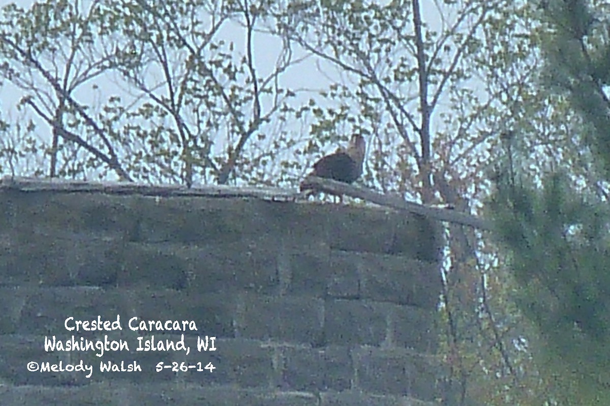 Crested Caracara (Northern) - ML28324031