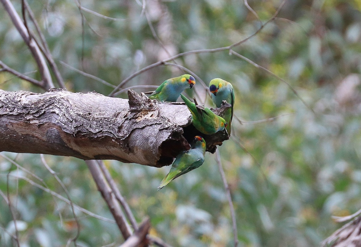 Purple-crowned Lorikeet - ML283240381