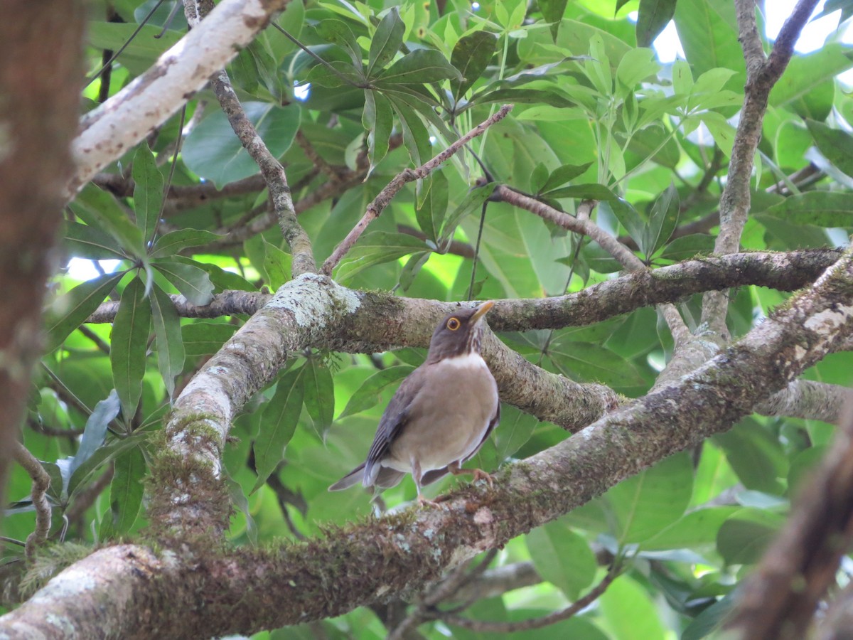 White-throated Thrush - ML28324071